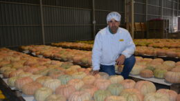 Peris presenta su calabaza asada valenciana