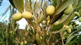 aceite aceituna olviar