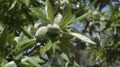 almendra