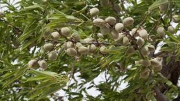 sanidad vegetal