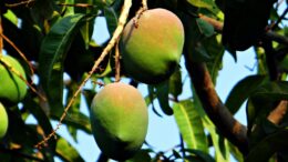 subtropicales árbol