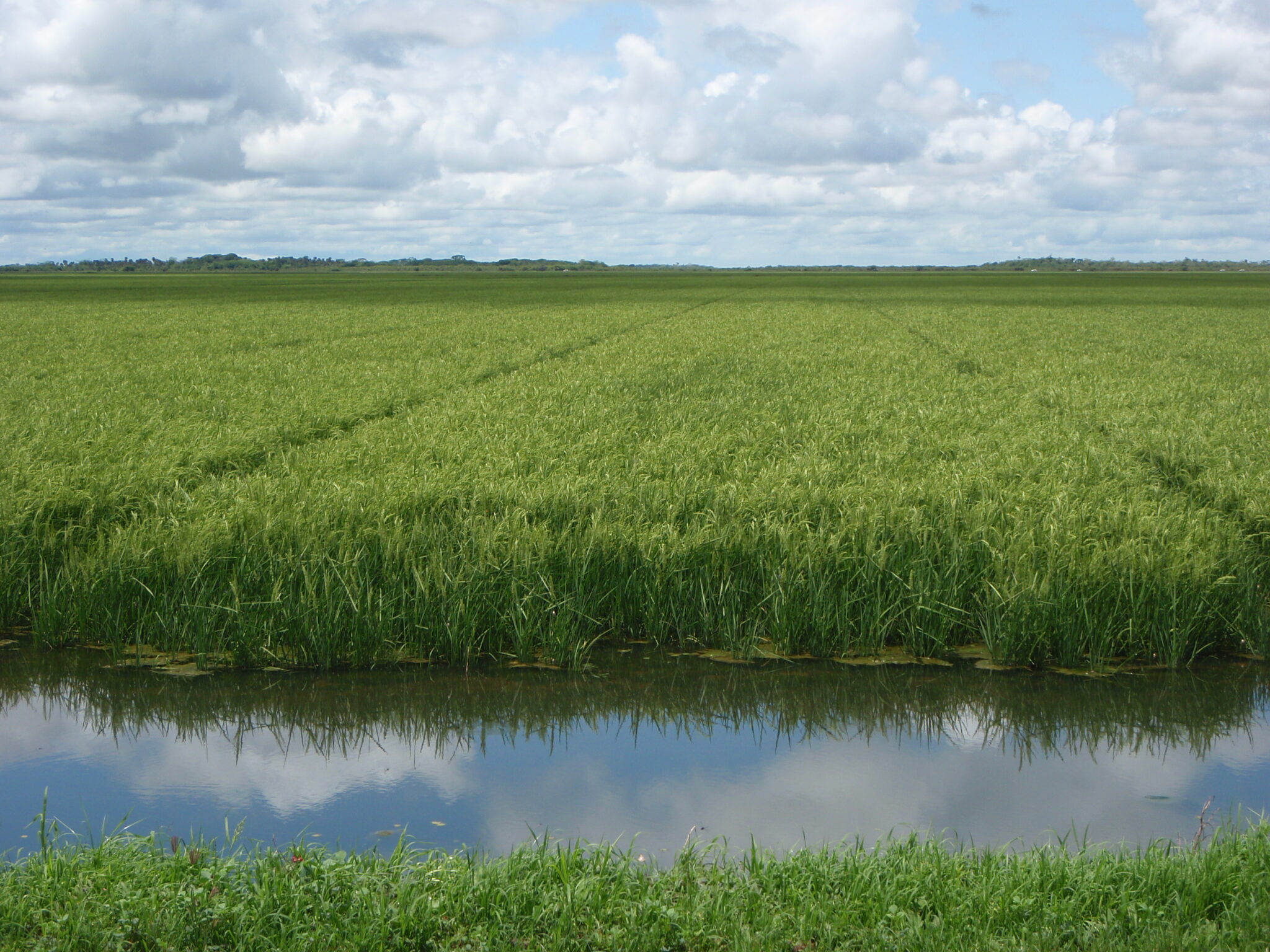 Mercosur Uruguay Arroz