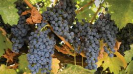 Viticultura Castilla-La Mancha