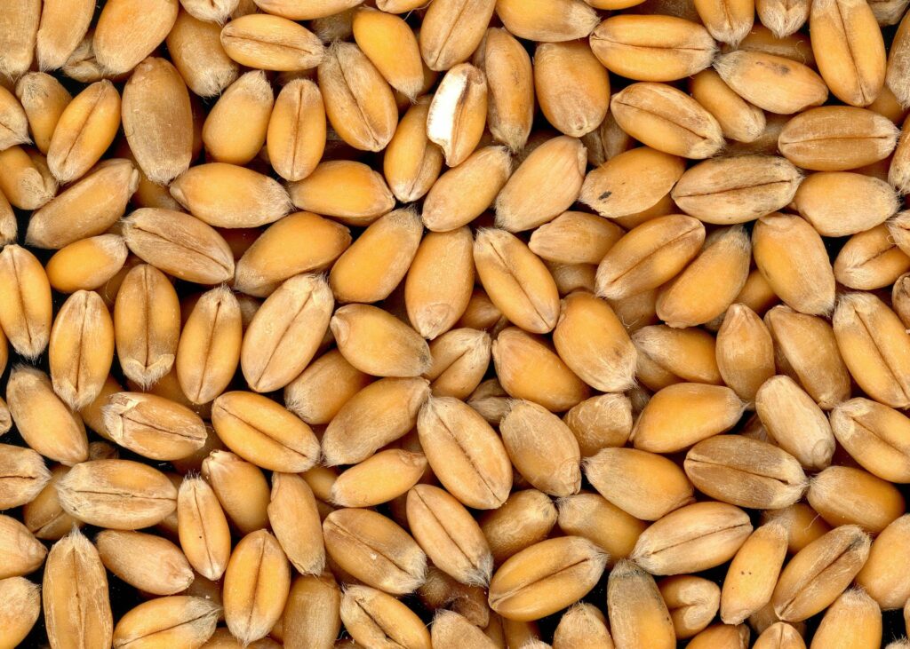 cereales grano