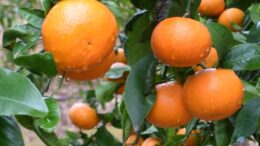 mandarina Orri