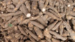 alimentos básicos