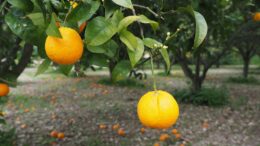 cítricos campo