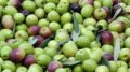 aceituna de mesa
