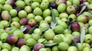 aceituna de mesa