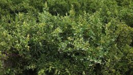 clorpirifós y clorpirifós metil