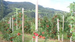 VOG: Estrategia varietal 2025