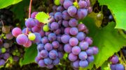 vendimia vini