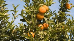 cosecha de cítricos