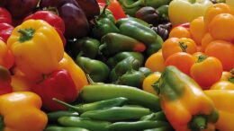 exportación de frutas y hortalizas