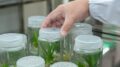 cultivo in vitro de tejidos vegetales