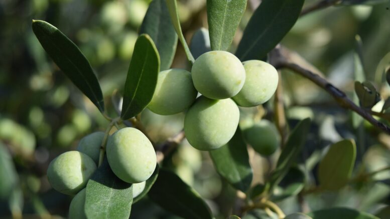 aceituna aceite