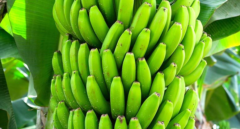 Fosarium Raza 4 Tropical