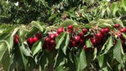 cereza del Jerte