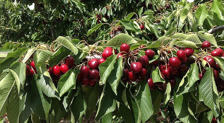 cereza del Jerte