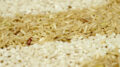 Cosecha arroz