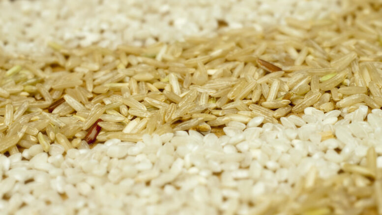 Cosecha arroz