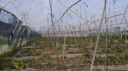 Plan de Seguros Agrarios Combinados