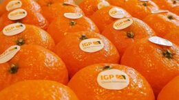 Cítricos Valencianos