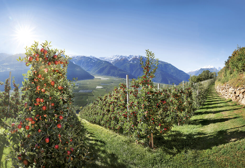 Manzanas Val Venosta concluye su cosecha