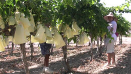 Las Uvas del Vinalopó en la UCI