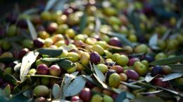 IGP “Aceites de Jaén”