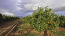 daños en cultivos de cítricos y caqui