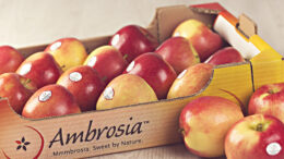 Ambrosia nueva campaña
