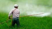 clorpirifos