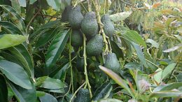 aguacates