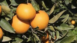 cítricos andaluces