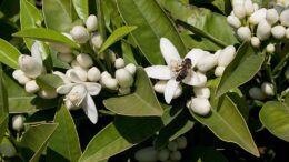 polinización cruzada entre plantaciones de cítricos