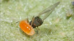 Control biológico bajo la lupa