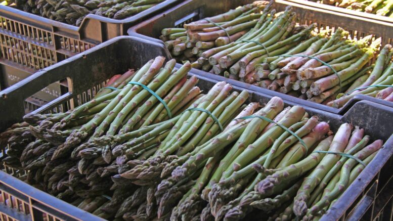 Espárrago de Huétor Tájar