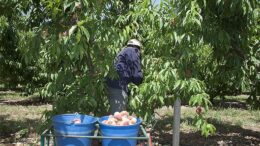 mayor movilidad de los jornaleros