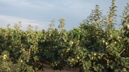 Anomalía climática