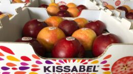 Kissabel en el hemisferio sur