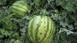 sandía y melón