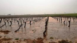 daños cultivos tormentas