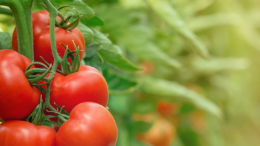 AgroFresh amplía la tecnología SmartFresh™