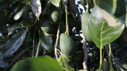 aguacate Mercadona