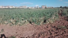 Campaña de cebolla y patata de la Comunitat Valenciana