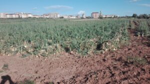 Campaña de cebolla y patata de la Comunitat Valenciana