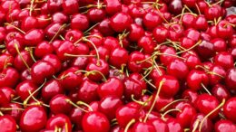 Cereza del Jerte