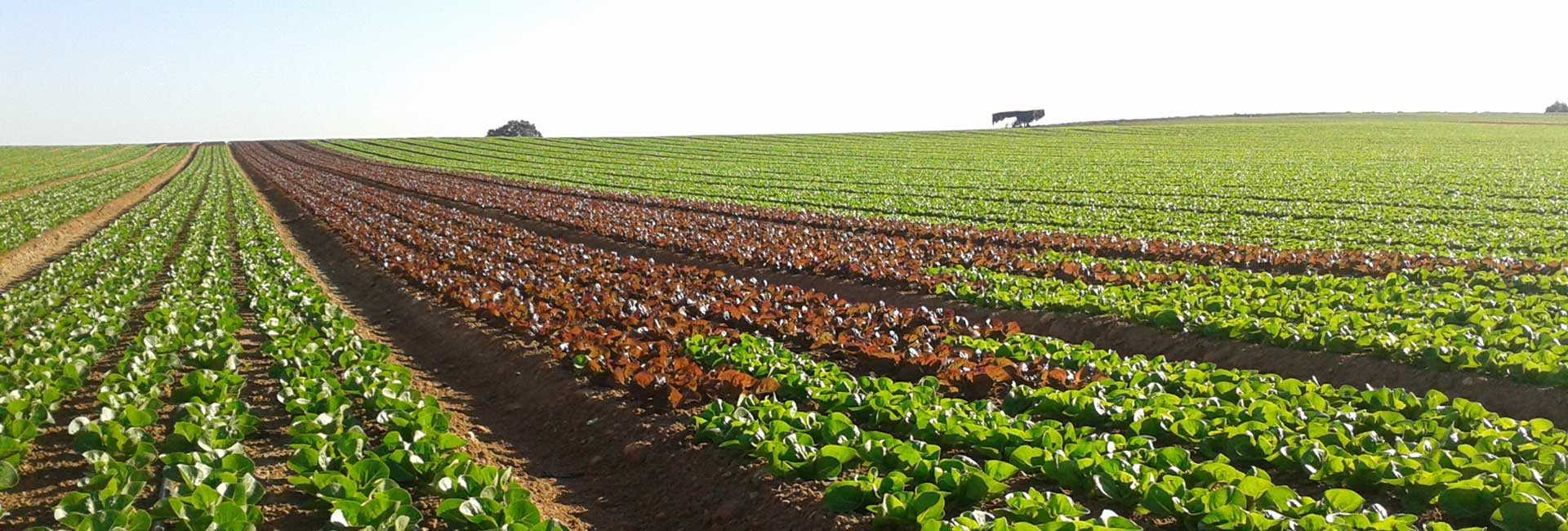 Retos y oportunidades del sector hortofrutícola murciano