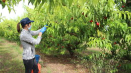 Héroes en Agricultura y villanos en Trabajo